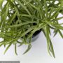 Peperomia – Happy Bean – 4″ Pot